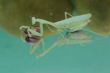 A green praying mantis is preying on a scarab beetle. This insect has the scientific name Hierodula sp.