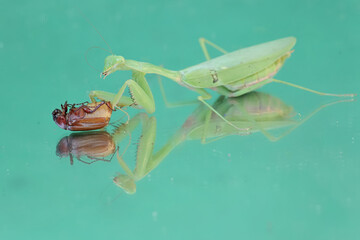 A green praying mantis is preying on a scarab beetle. This insect has the scientific name Hierodula sp.