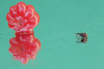 A giraffe weevil is eating a ripe Surinam cherry that has fallen into a small pond. This insect has...