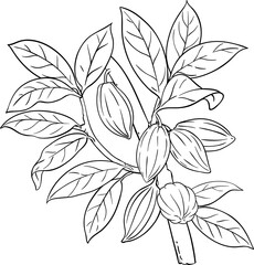 Cocoa Branch with Beans and Leaves Outline Illustration. Organic natural nutritional healthy food ingredient, vegetarian diet product. 