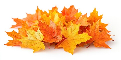 Fototapeta premium Pile of Vibrant Orange and Yellow Maple Leaves