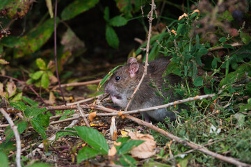 rat