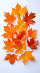 Arrangement of Autumn Maple Leaves on a White Background