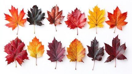 Fototapeta premium Colorful Autumn Maple Leaves Arranged in Rows