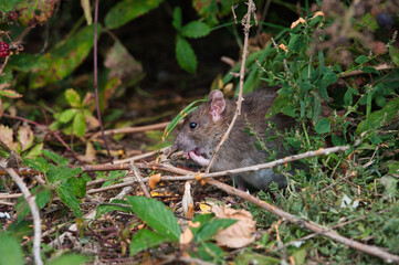 rat