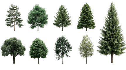 Fototapeta premium A diverse collection of trees showcasing various shapes and shades of green, perfect for nature-themed designs and projects.