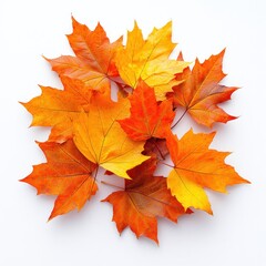 Obraz premium A Cluster of Colorful Autumn Maple Leaves on a White Background