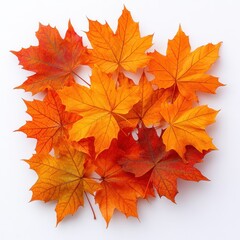 Fototapeta premium A Cluster of Vibrant Orange and Red Maple Leaves on a White Background