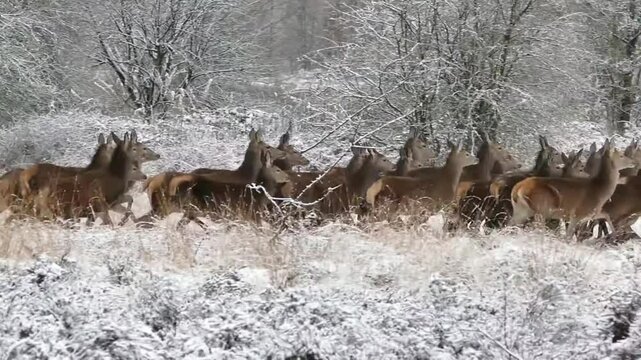 herd of deer running in snowy winter forest white landscape at sunset