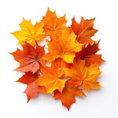 Obraz premium Colorful Autumn Maple Leaves on a White Background