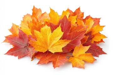 Fototapeta premium A Cluster of Vibrant Autumn Maple Leaves