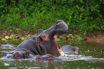 Hippoes in the water