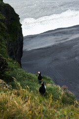 Atlantic puffin near cliffs edge