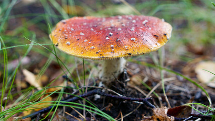 Amanita muscaria red fly agaric mushroom in autumn