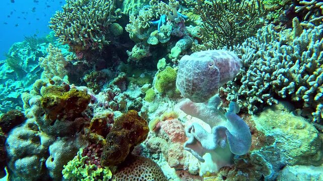 A cuttlefish changes its pattern while swimming on a coral reef.