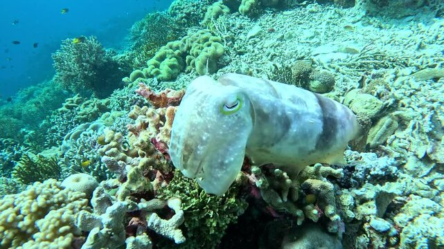 A cuttlefish makes a dramatic color and pattern change in slow motion.