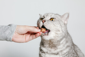 Woman hand is giving dry chicken heart treat to cat, pet treats