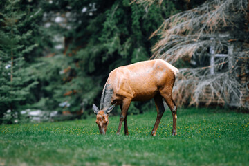 Fototapeta premium Elk Grazing on Fresh Grass