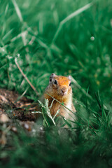 Ground Squirrel Hiding in Grass