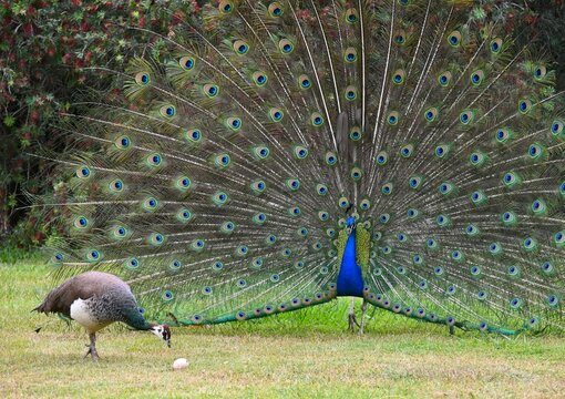 Peacock in full display working to impress a female