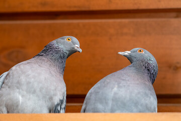 Tranquil pigeon. Peaceful pigeon on Distressed Timber Background. Divine Dove on Textured Wood. Majestic Dove Perched on Weathered Boards. Graceful grey Dove. Holy Spirit simbol. Pigeon looks camera.
