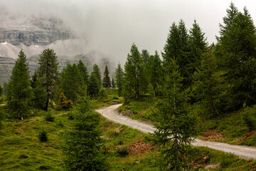 Mountain top and fir forest of the Adamello Brenta national park in a foggy, misty day, Italy.  No people. The Dolomites mountains near Madonna di Campiglio village. Late summer day, 2024.