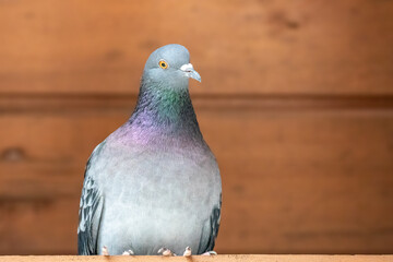 Tranquil pigeon. Peaceful pigeon on Distressed Timber Background. Divine Dove on Textured Wood. Majestic Dove Perched on Weathered Boards. Graceful grey Dove. Holy Spirit simbol. Pigeon looks camera.
