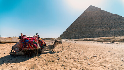 camel in the Egyptian desert near the pyramids in Luxor
