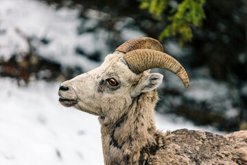 Mountain Goat on Snow-Covered Ground Next to Trees