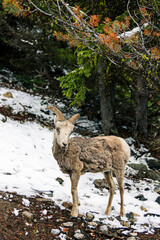 Mountain Goat on Snow-Covered Ground Next to Trees