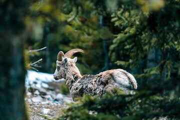 Mountain Goat on Snow-Covered Ground Next to Trees