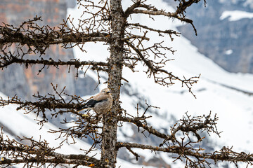 Small Bird Perched on Leafless Tree with Majestic Mountain Backdrop