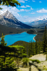 Obraz premium Stunning View of the Beautiful Azure Peyto Lake