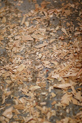 Wood shavings covering a concrete floor after construction work