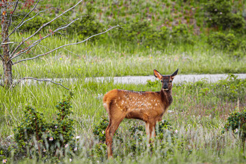 Baby Elk Walking Alongside a Road in Jasper National Park
