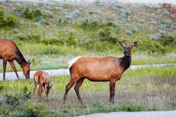 Elk Family Walking Alongside a Road in Jasper National Park