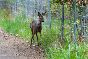 Rehbock, welcher durch einen Wildzaun behindert wird  © Karin Jähne
