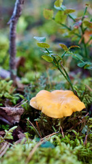 Vertical autumn mushroom image with copy space; Yellow chanterelle mushroom in Nordic forest during in autumn.