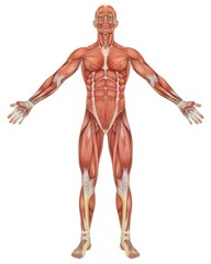 An illustration of the human body with muscles showing, viewed from above in full length against a white background. 
