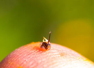 Close-up of a bee sting.
The sting with a bubble of poison resembles a medical syringe.
