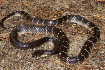 Common krait, Bungarus caeruleus, Venomous snake native to the Indian subcontinent. Imember of the ...