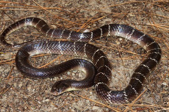 Common krait, Bungarus caeruleus, Venomous snake native to the Indian subcontinent. Imember of the  big four inflicting the most snakebites on humans in Bangladesh and India.