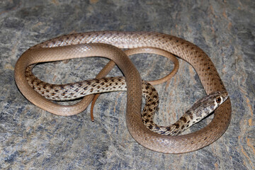 Platyceps ladacensis, the braid snake or Jan's cliff racer, is a species of snake of the family Colubridae. The snake is found in Asia. Chamba, Himachal Pradesh.