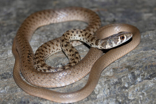Platyceps ladacensis, the braid snake or Jan's cliff racer, is a species of snake of the family Colubridae. The snake is found in Asia. Chamba, Himachal Pradesh.