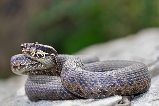 Gloydius chambensis, the Chamba pitviper, Venomous.It was described in 2022. Chamba District of Himachal Pradesh in the southern Himalayas of northern India.