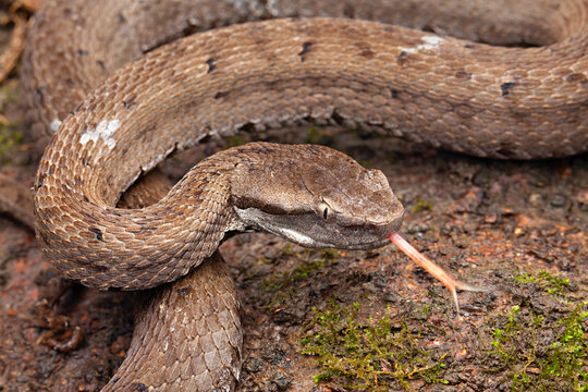 Gloydius himalayanus also known as the Himalayan pit viper or the Himalayan viper. VENOMOUS . Himalayas in Pakistan, India and Nepal.