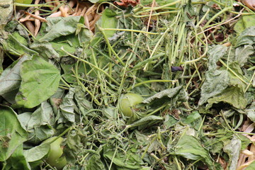 A colorful compost heap consisting of rotting kitchen leftovers