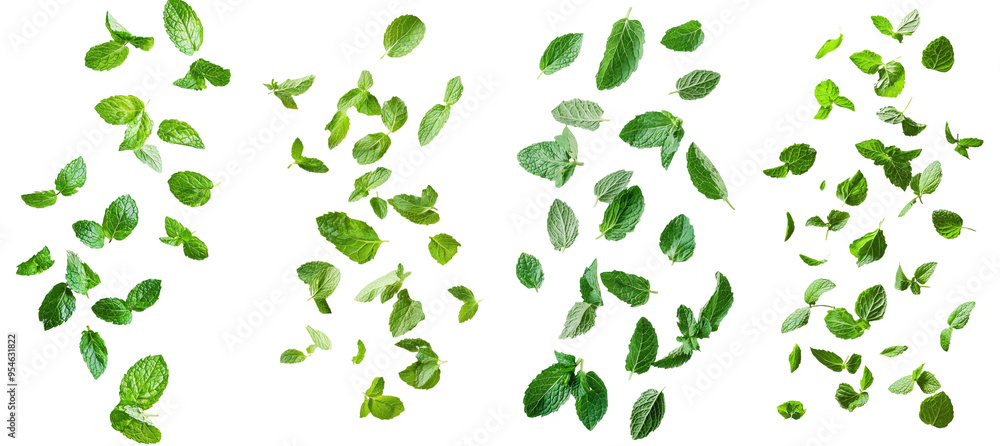 Poster a fall of spearmint leaves isolated on a white background in full depth of field.