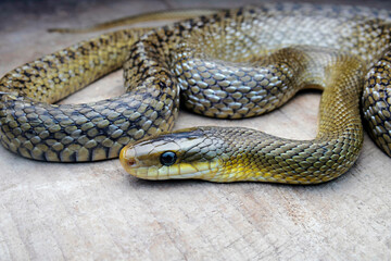 Obraz premium Elaphe hodgsoni, also known commonly as Hodgson's rat snake and the Himalayan trinket snake, Churah Valley, Himachal Pradesh.
