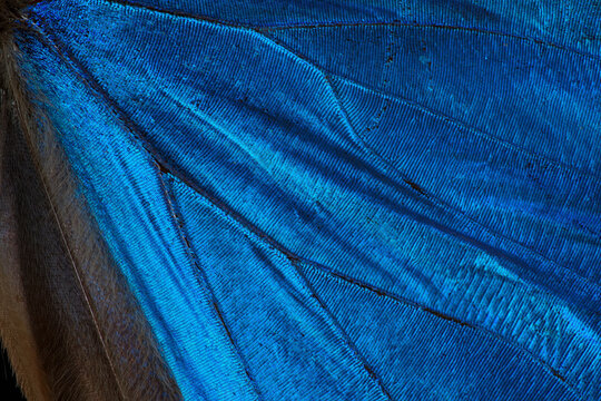 A Blue morpho butterfly's wing scale macro image
